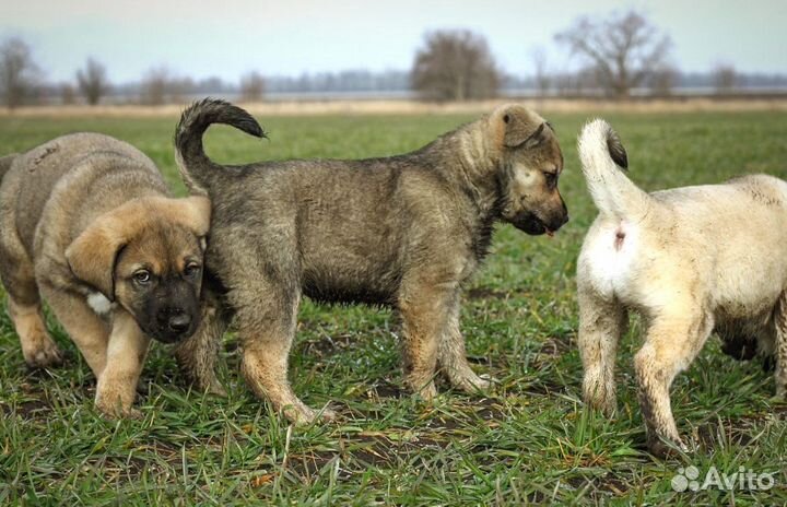 Щенки ищут дом