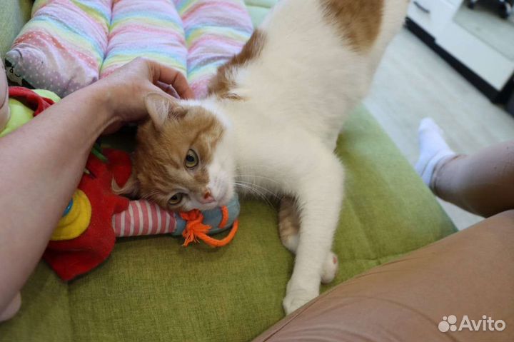 Кастрированный молодой котик в добрые руки