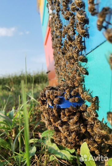 Мед луговой и гречишный урожай 2023 года