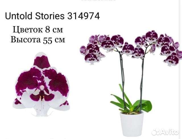 Подростки орхидей фаленопсисов