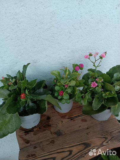 Каланхоэ. Комнатные цветы