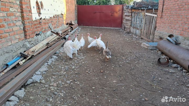 Индюки домашние