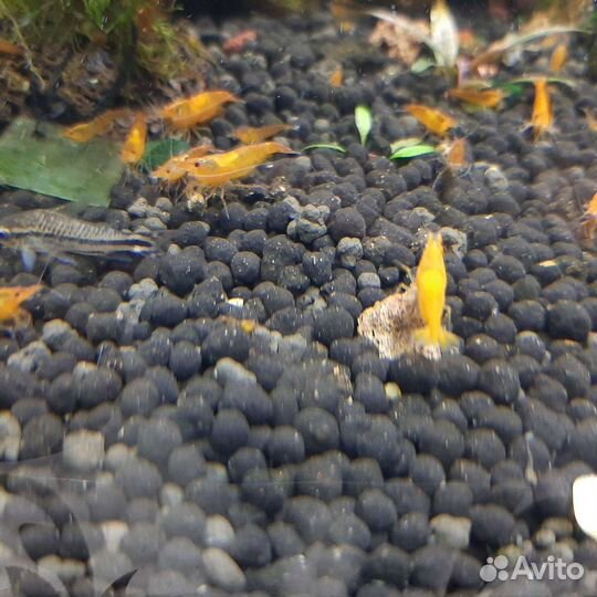 Аквариумные растения, креветки, улитки, рыбки