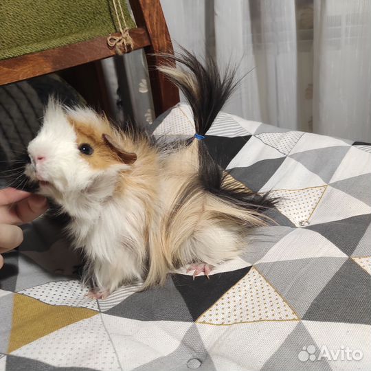 Морские свинки мальчики