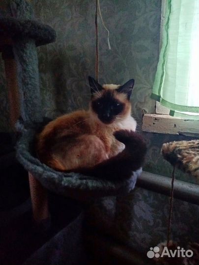 Кот в добрые руки