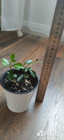 Домашние растения цветы