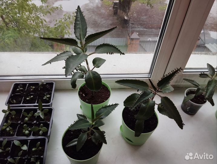 Каланхоэ лечебное