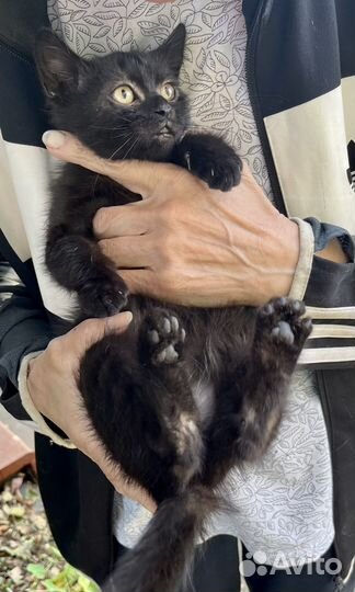 Котенок мальчик