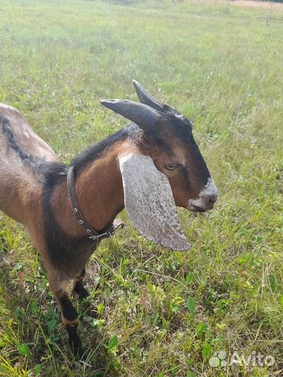 Козлик нубийский