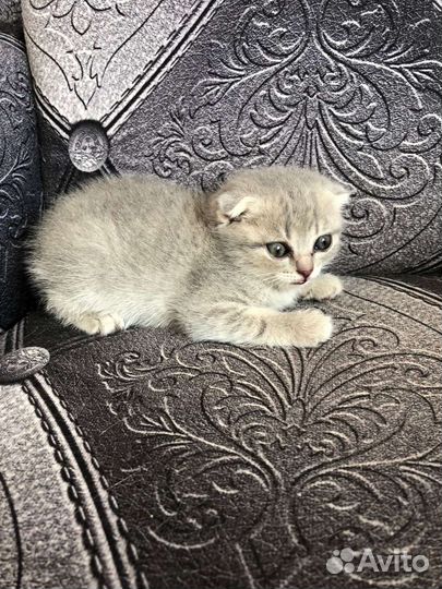 Шотландские котята