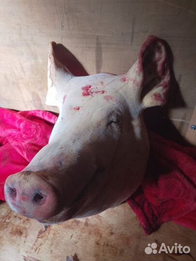 Сбой 10- 20 кг