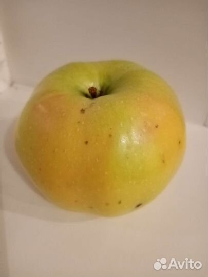 Яблоки домашние