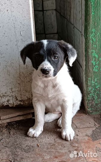 Щенки бесплатно