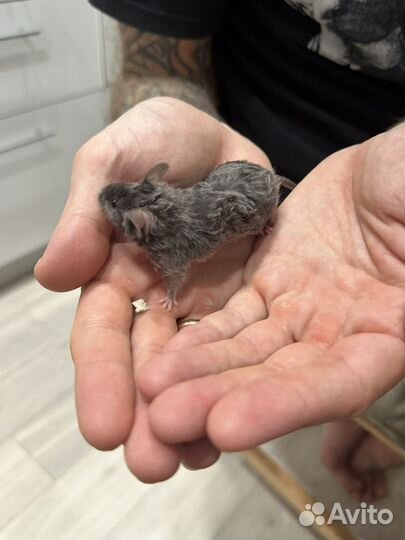 Мыши декоративные кудрявые (тексель)