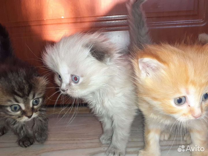 Котята британцы