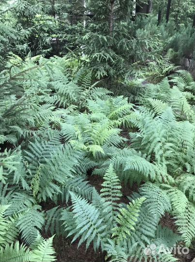Кочедыжник женский (папоротник)