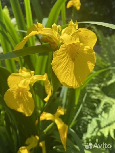 Многолетние цветы, садовая ромашка, лилейники