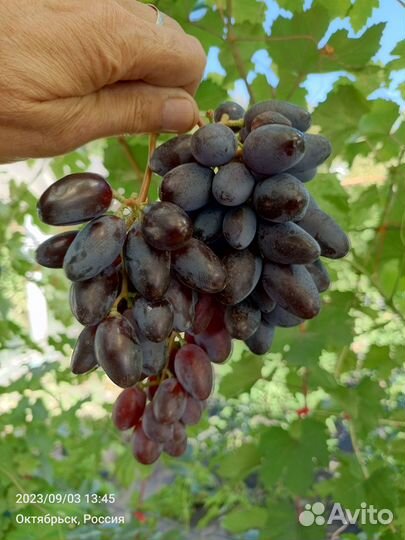 Виноград