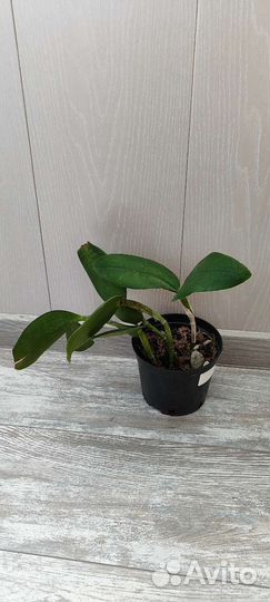 Орхидея каттлея