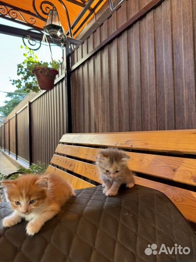 Кошка котята