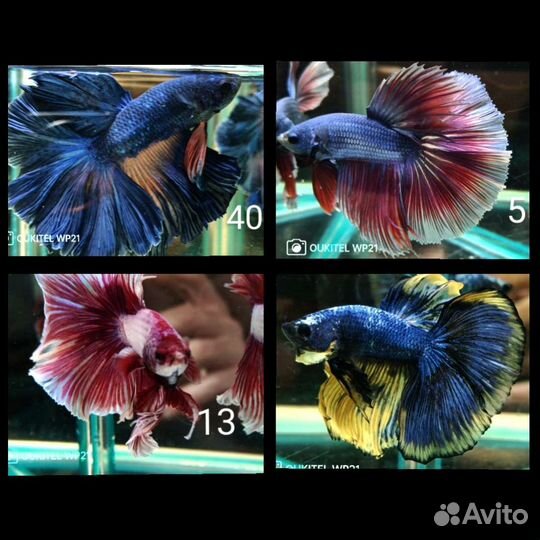 Рыбка петушок халф мун,кои,плакаты,гигантские