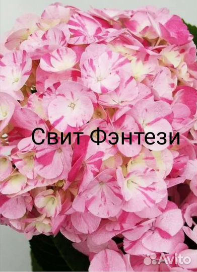 Гортензия метельчатая и крупнолистная заказ 2023