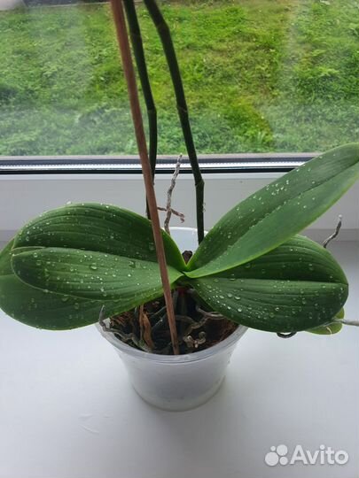 Орхидея сортовая