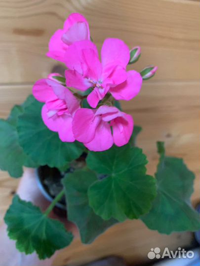 Пеларгония герань