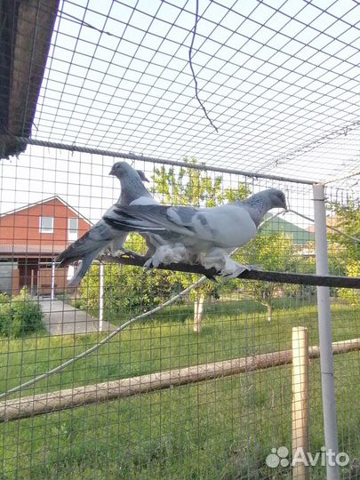 Продаю Голубей узбекской бухарской породы касанов