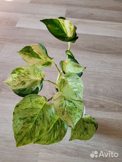 Эпипремнум marble apple