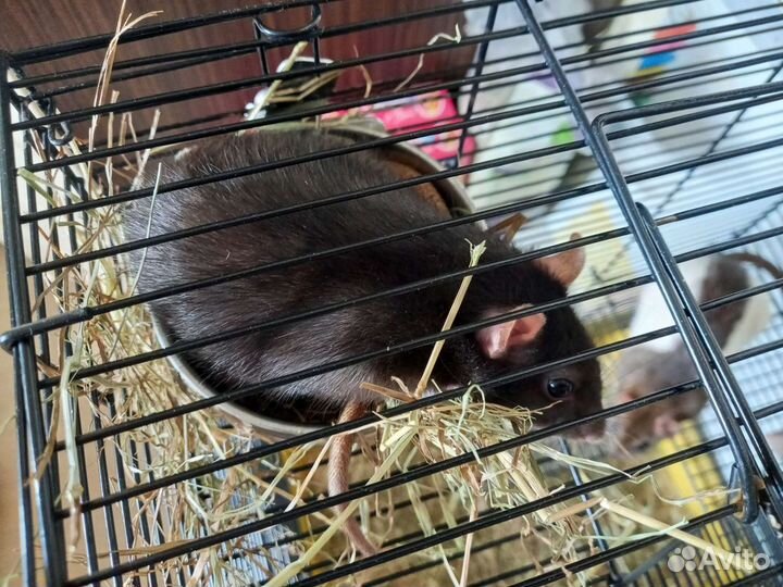 Передержка грызунов