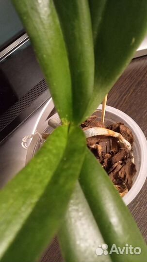 Фаленопсис Биг лип