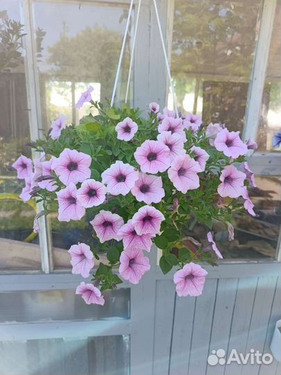 Петунья ампельная в кашпо