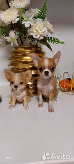 Чихуахуа мини