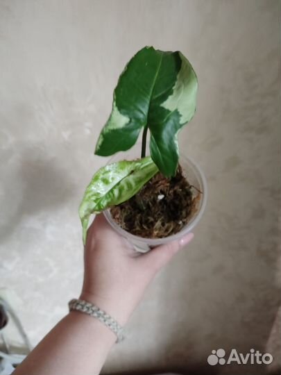 Сингониум,сциндапсус,монстера