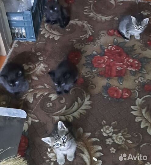 Котята ласковые и приученные к лотку в дар