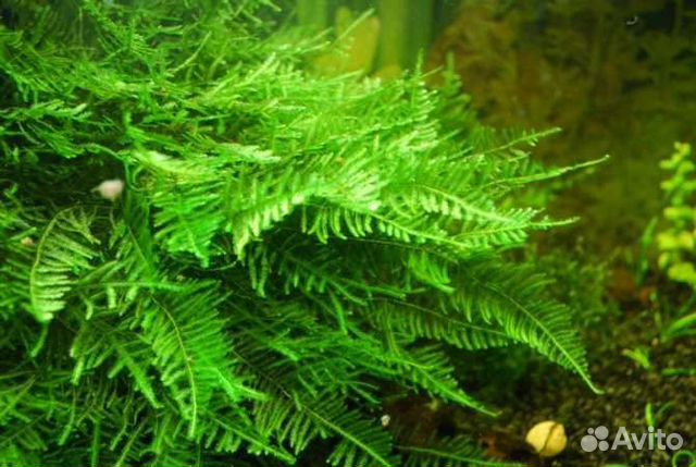 Мох для кроны Бонсай