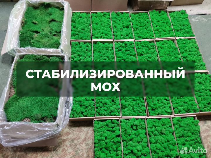 Мох пласты стабилизированный / опт и розница