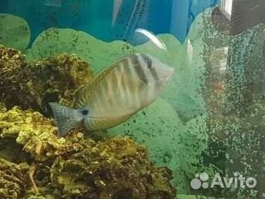 Рыбки для морского аквариума