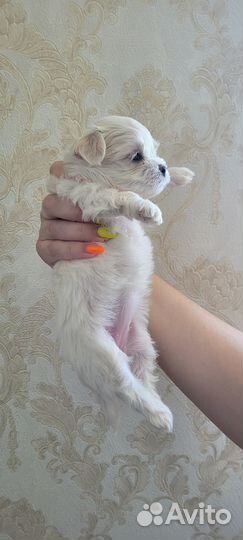 Мальтезе мини девочки