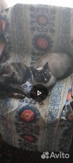 Потерялись кошки