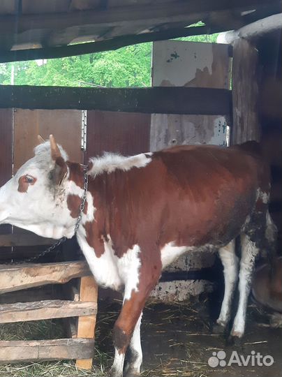 Телки стельные