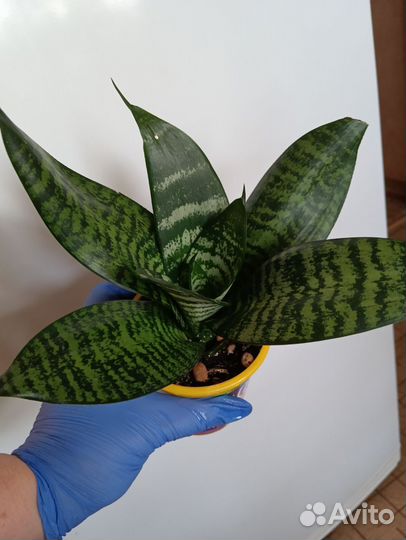 Сансивьерия