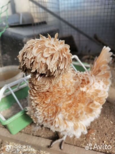 Инкубационное яйцо падуан