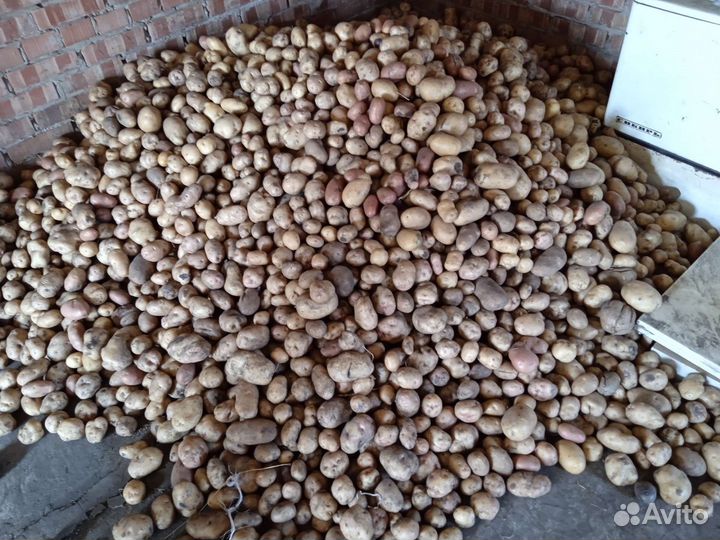 Картофель домашний