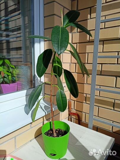 Фикус каучуконосный большой
