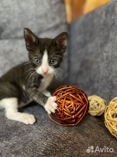 Выжившие котятки