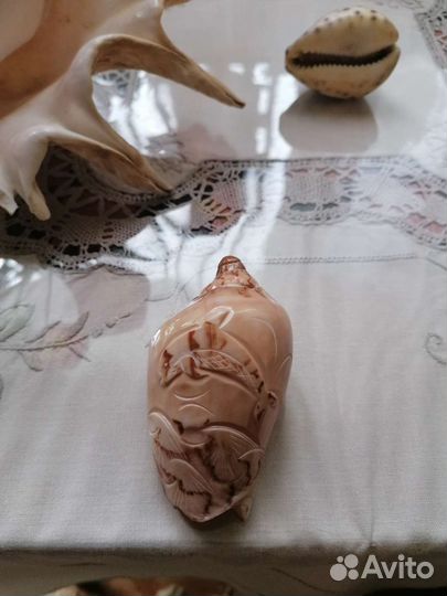 Океанические раковинины