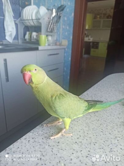 Ожереловый попугай с клеткой