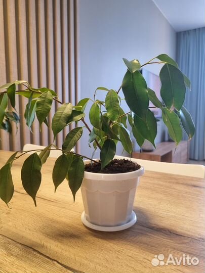 Фикус бенджамина